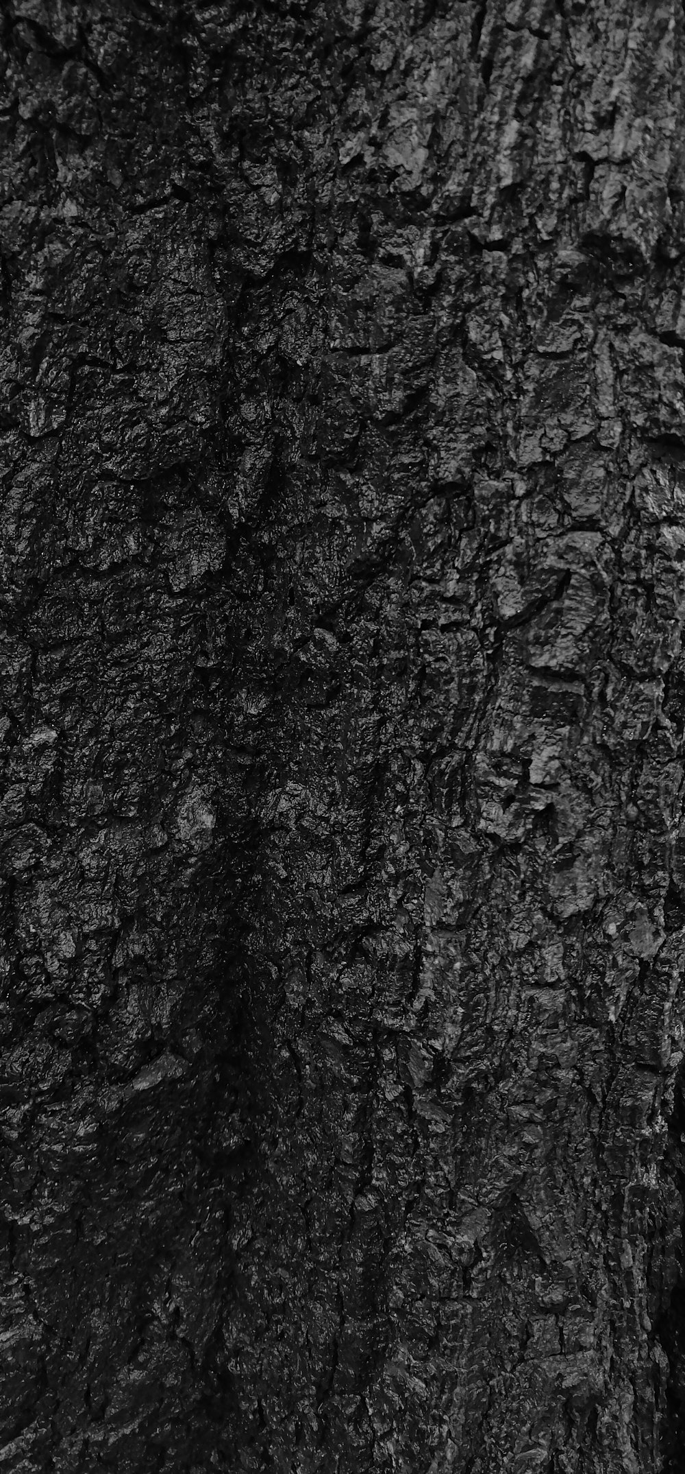 grayscale photo of tree trunk