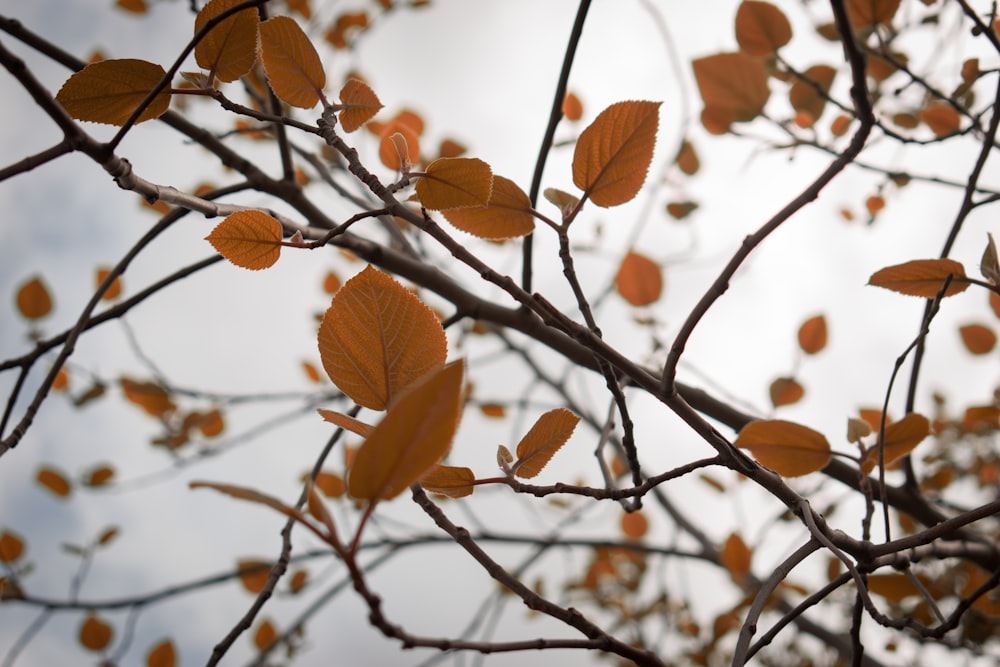 brown leaves on brown branch