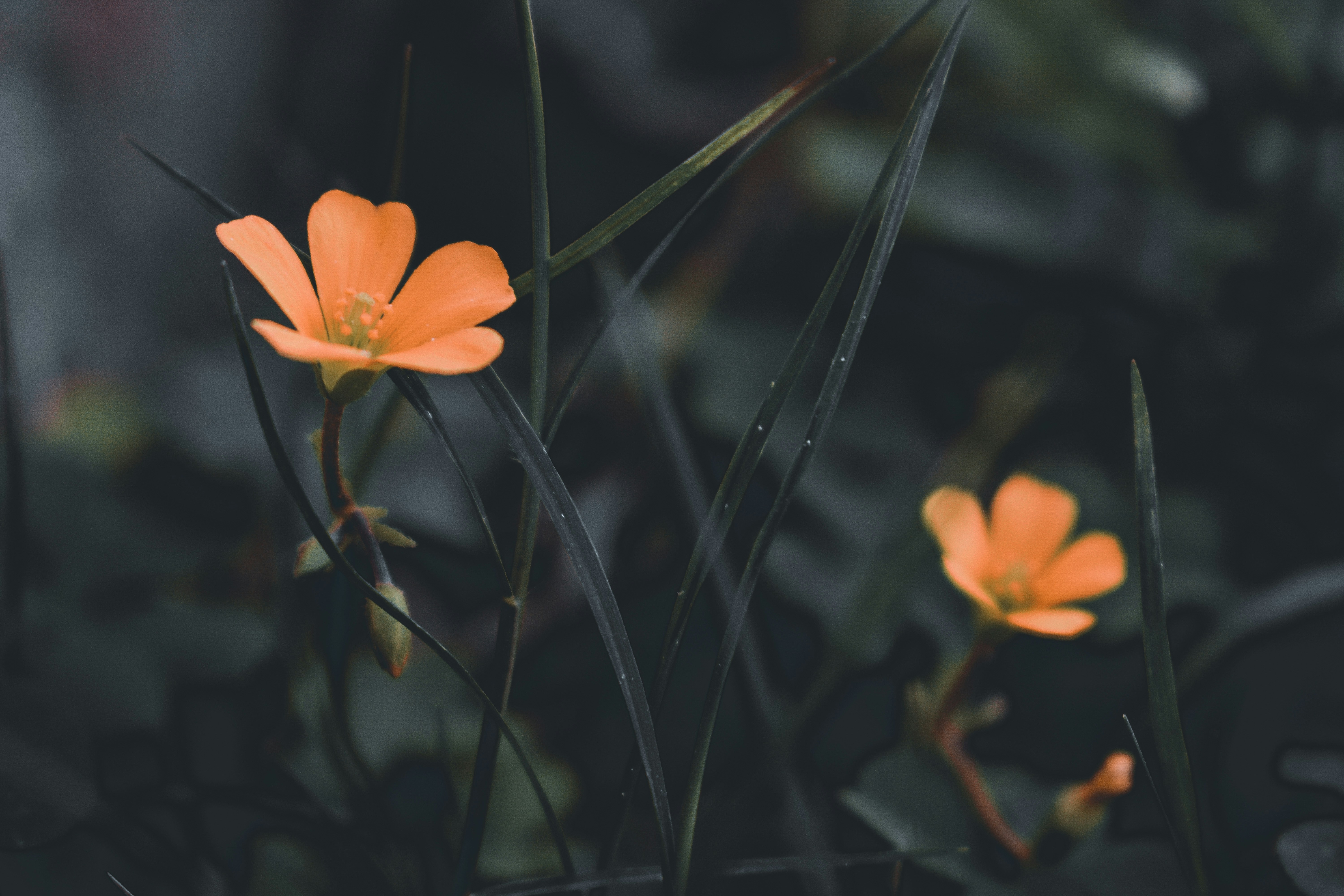 Photo by usmanahmed6644