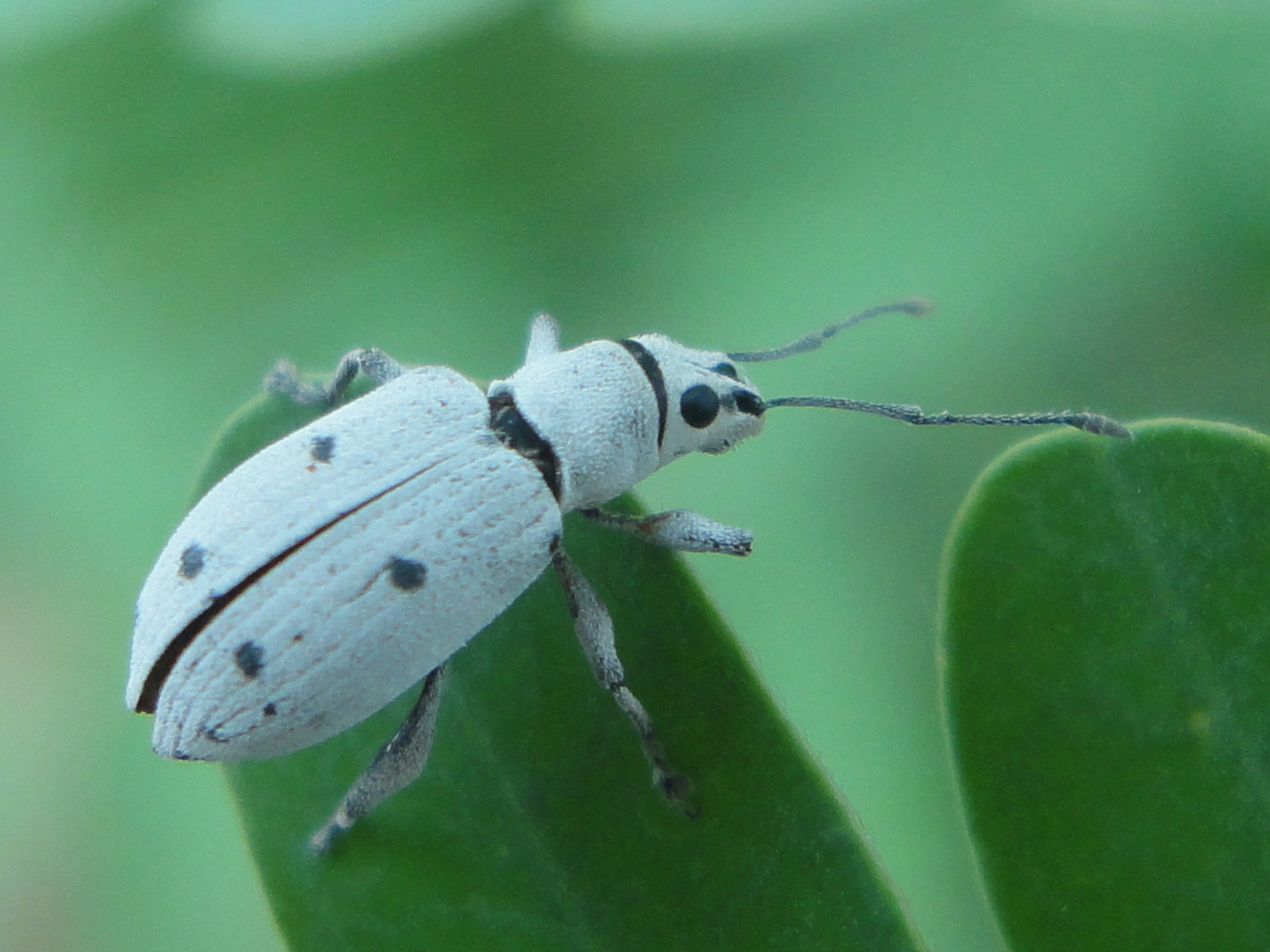 black and white striped beetle on green leaf
