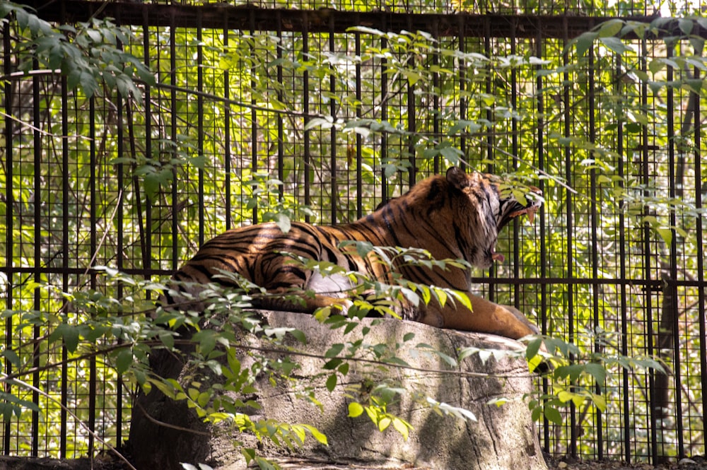 tigre couché sur le sol à côté de plantes vertes