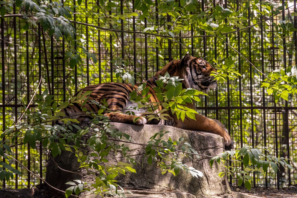 Tigre marrón y negro acostado en roca gris