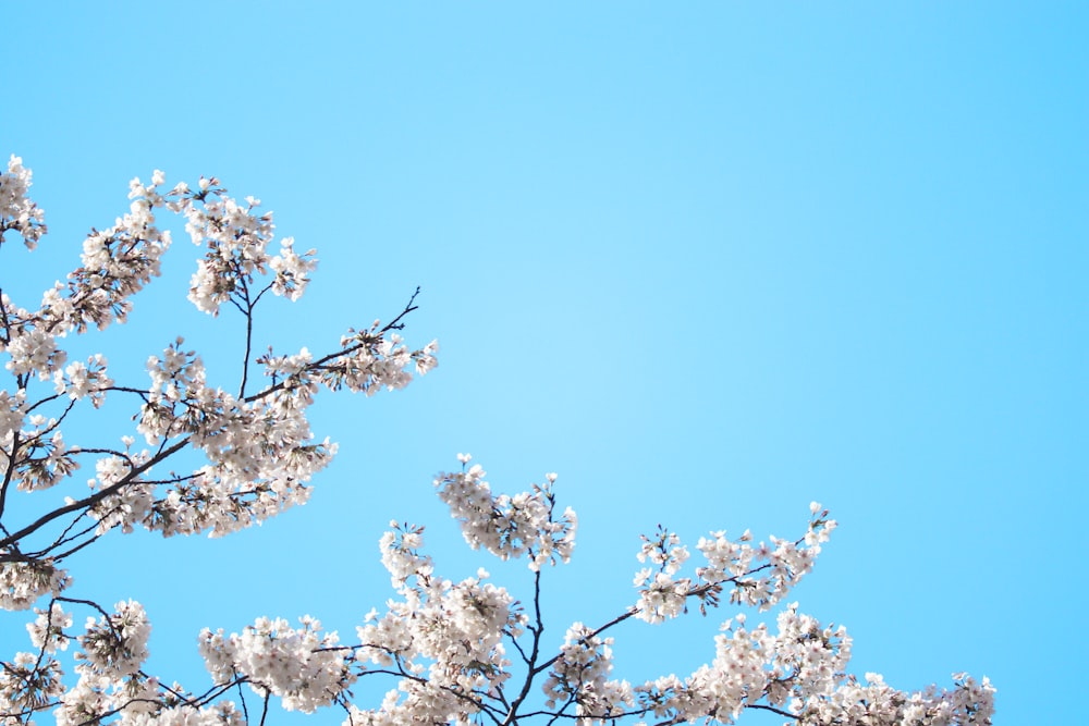 white cherry blossom under blue sky during daytime