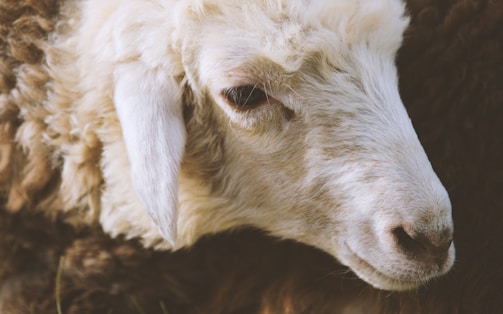 A close-up of a sheep's face, focusing on its textured wool and gentle expression. The wool is curly and thick, providing a soft appearance, while the facial features are calm and serene.