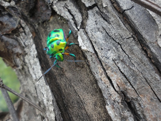 A brightly colored beetle with shiny green and black spots crawls on the rough, textured surface of tree bark. The vibrant hues of the insect contrast with the muted gray and brown tones of the wood.