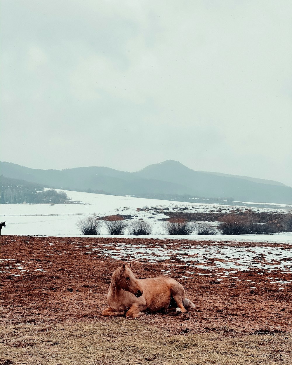 brown short coated dog on brown field during daytime