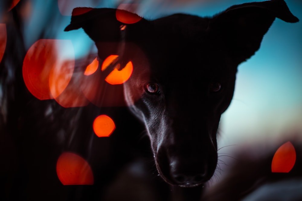 black short coated dog with orange eyes