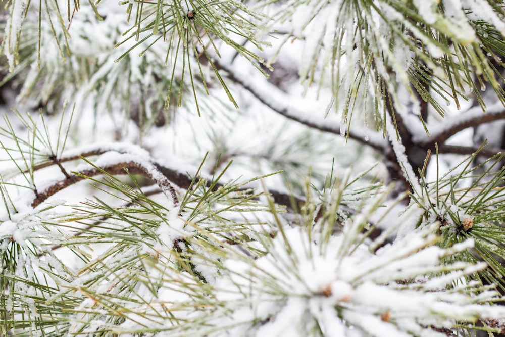 green tree with snow during daytime