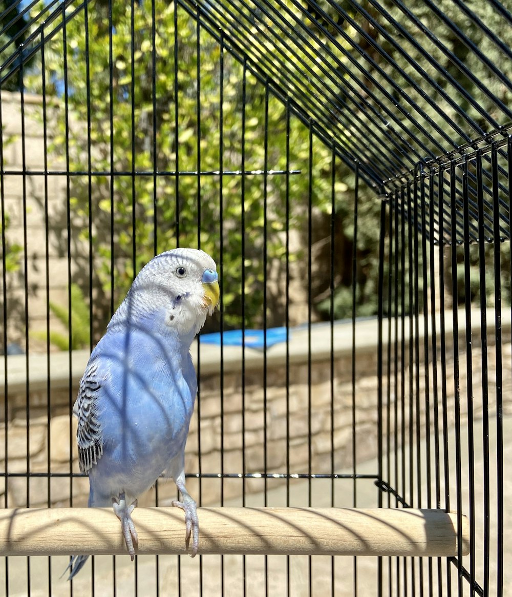 pássaro azul e branco na mesa de madeira marrom