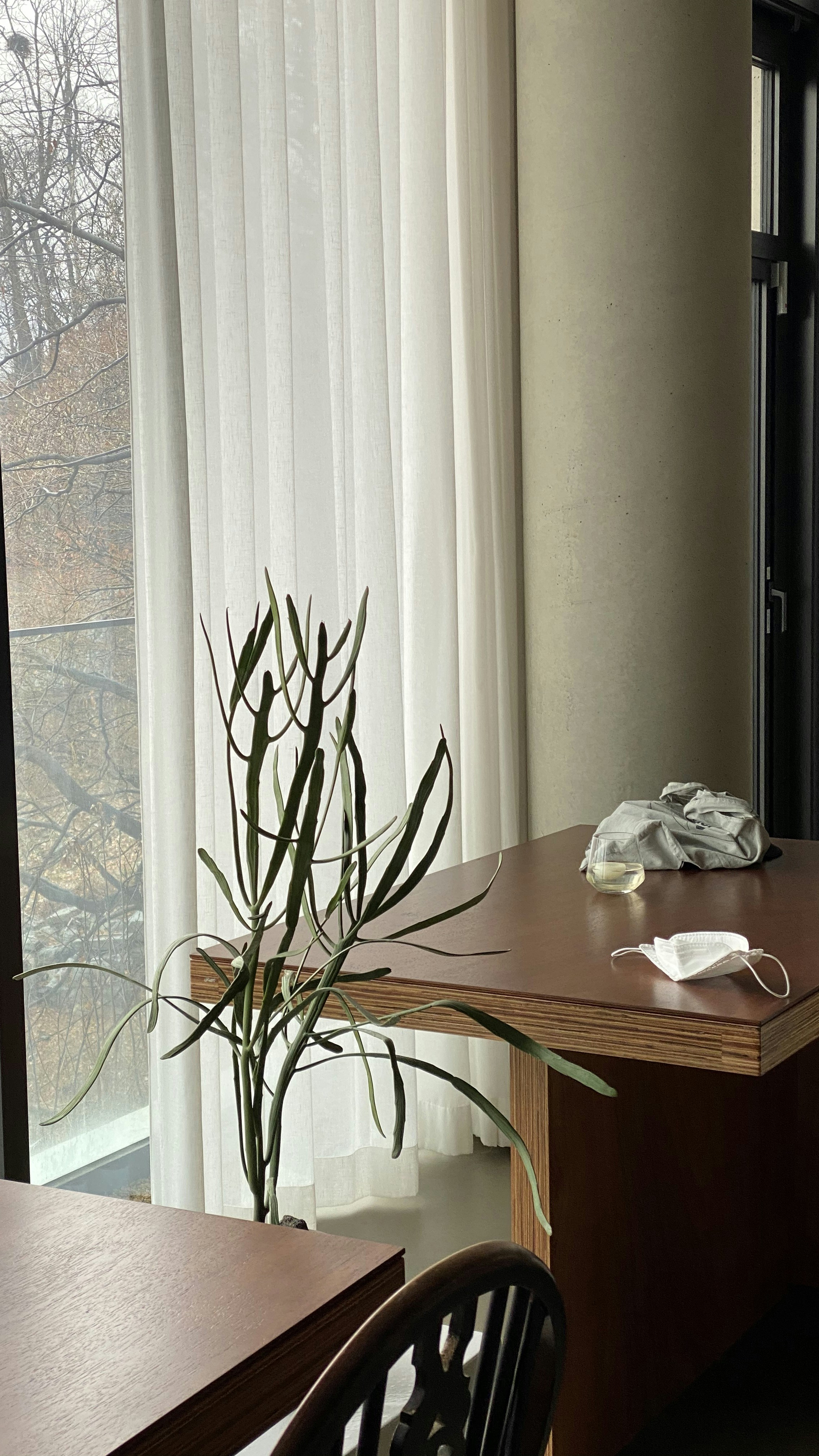 green plant on brown wooden table