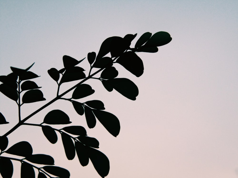 green leaves under blue sky during daytime