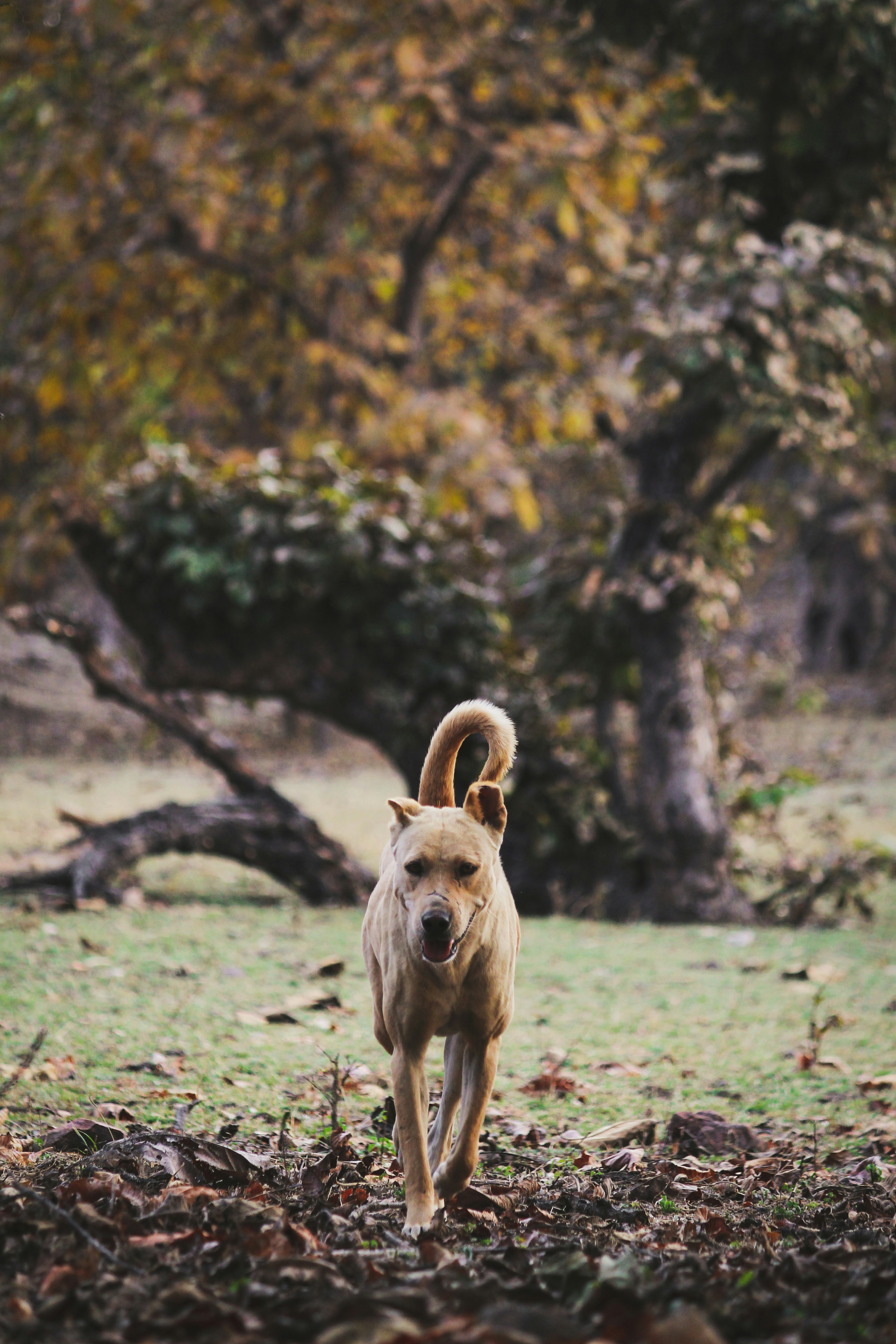 Perro de tamaño mediano de pelaje corto marrón en un campo de hierba verde durante el día
