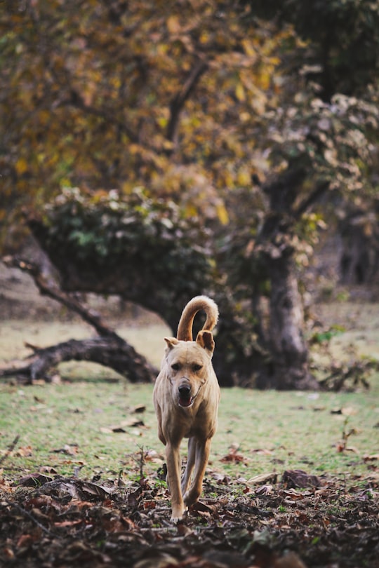 brown short coated medium sized dog on green grass field during daytime in Bareli India