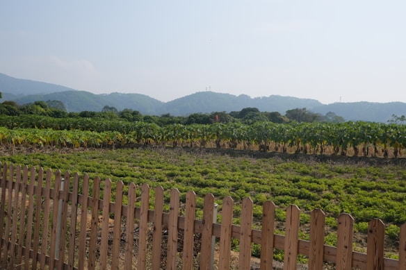 A vast agricultural field with rows of green crops, possibly a vegetable farm. A wooden fence runs along the foreground, while lush vegetation is visible in the middle ground. In the distance, there are rolling hills under a clear blue sky.