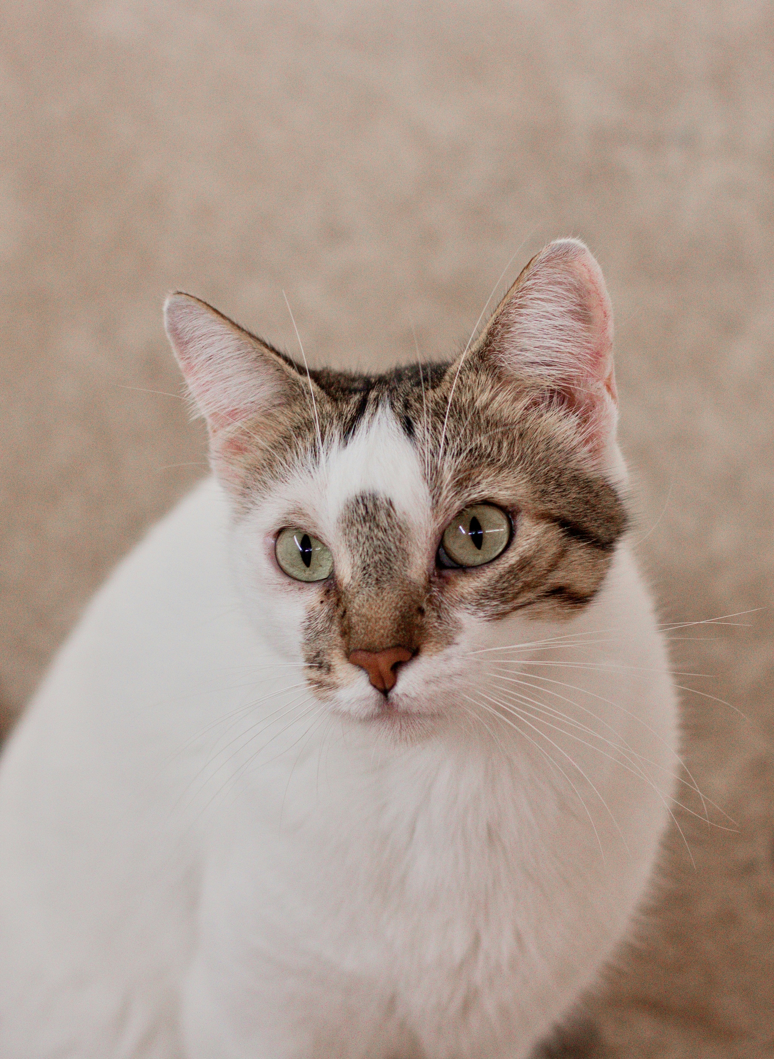 白と茶色のぶち猫の写真 Unsplashで見つける出生の無料写真