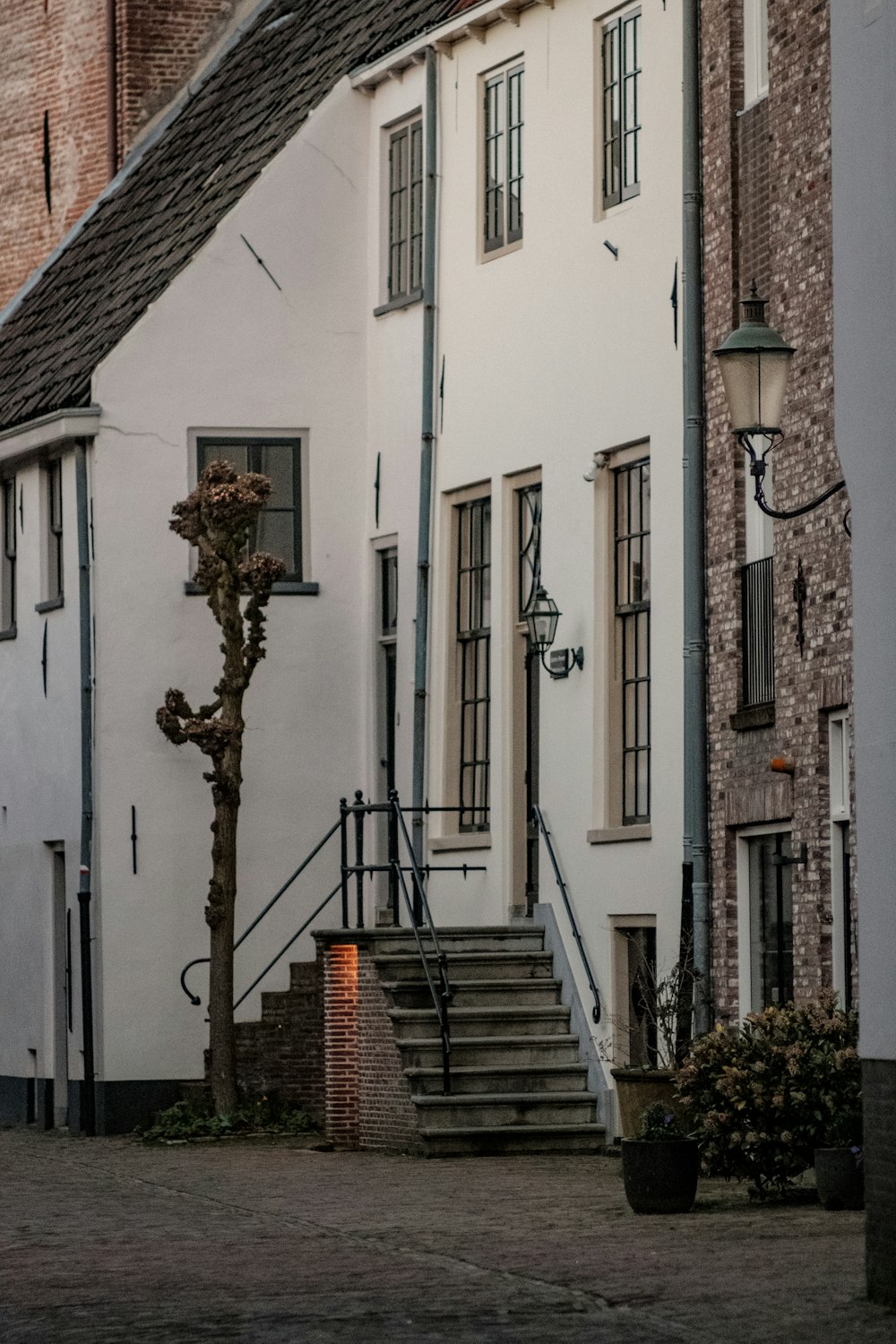 Branche d’arbre brune sur un bâtiment en béton blanc