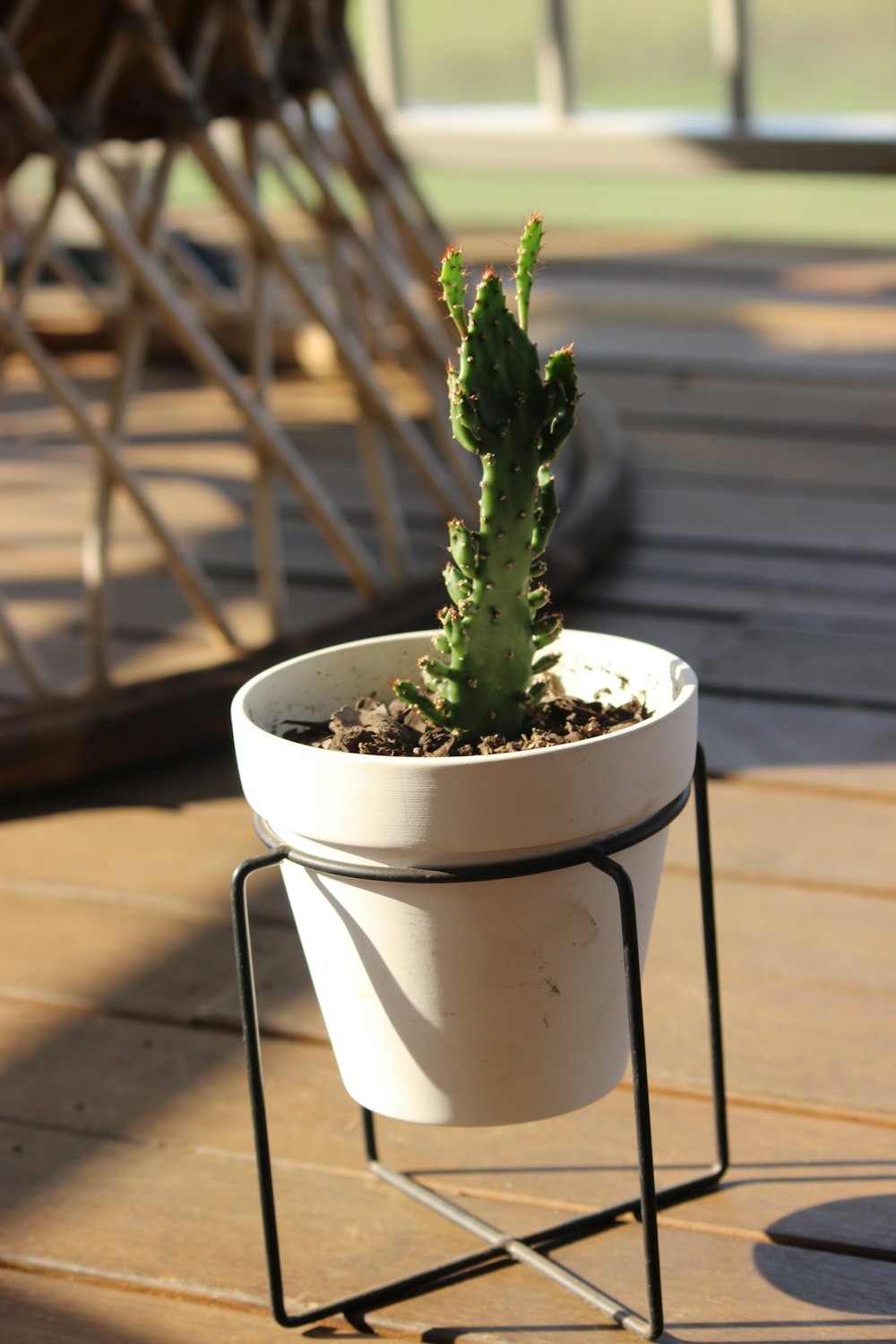 green plant in white ceramic pot