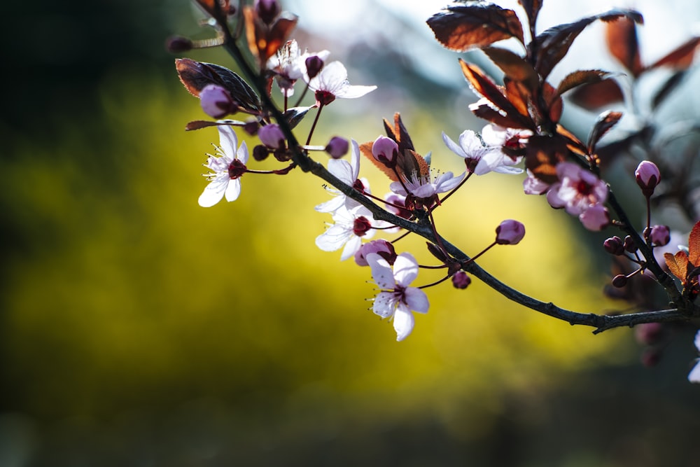 Flor blanca y marrón en lente de cambio de inclinación