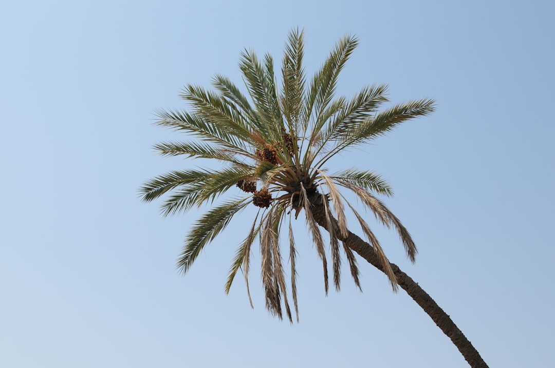  date palm 