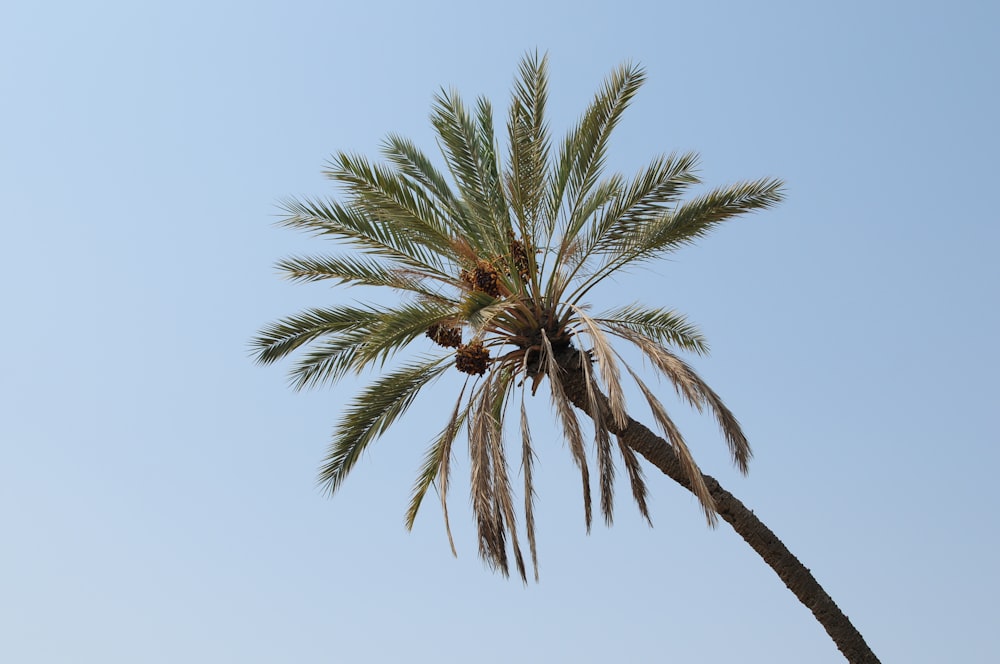 Grüne Palme unter blauem Himmel tagsüber