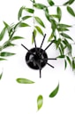 black spider on green leaves
