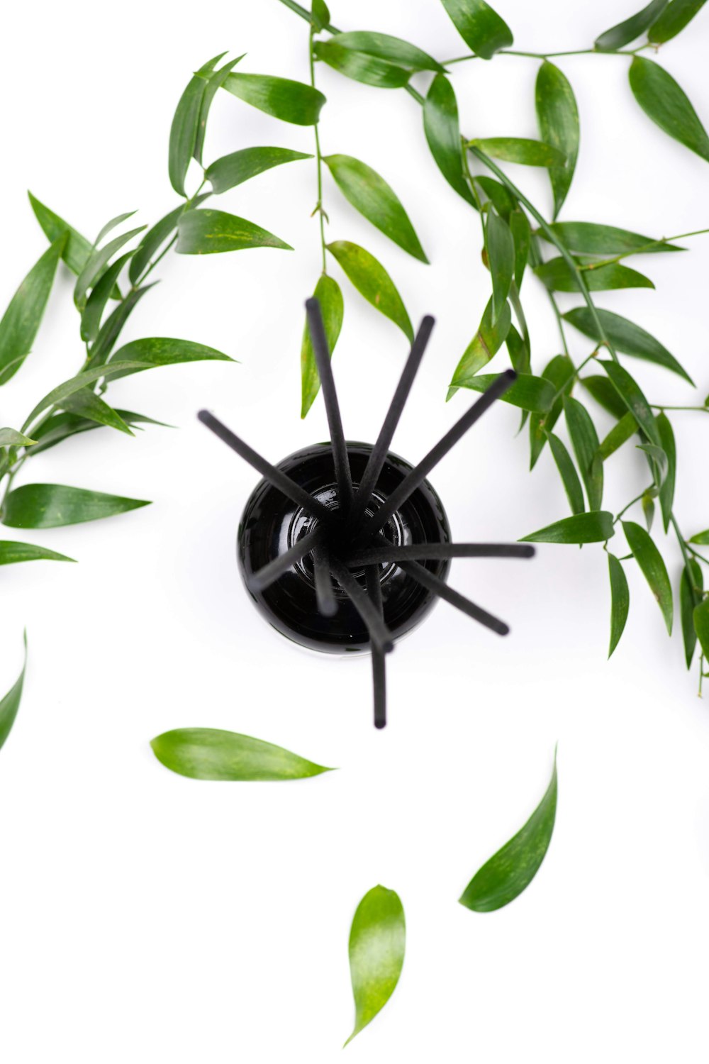 araignée noire sur feuilles vertes