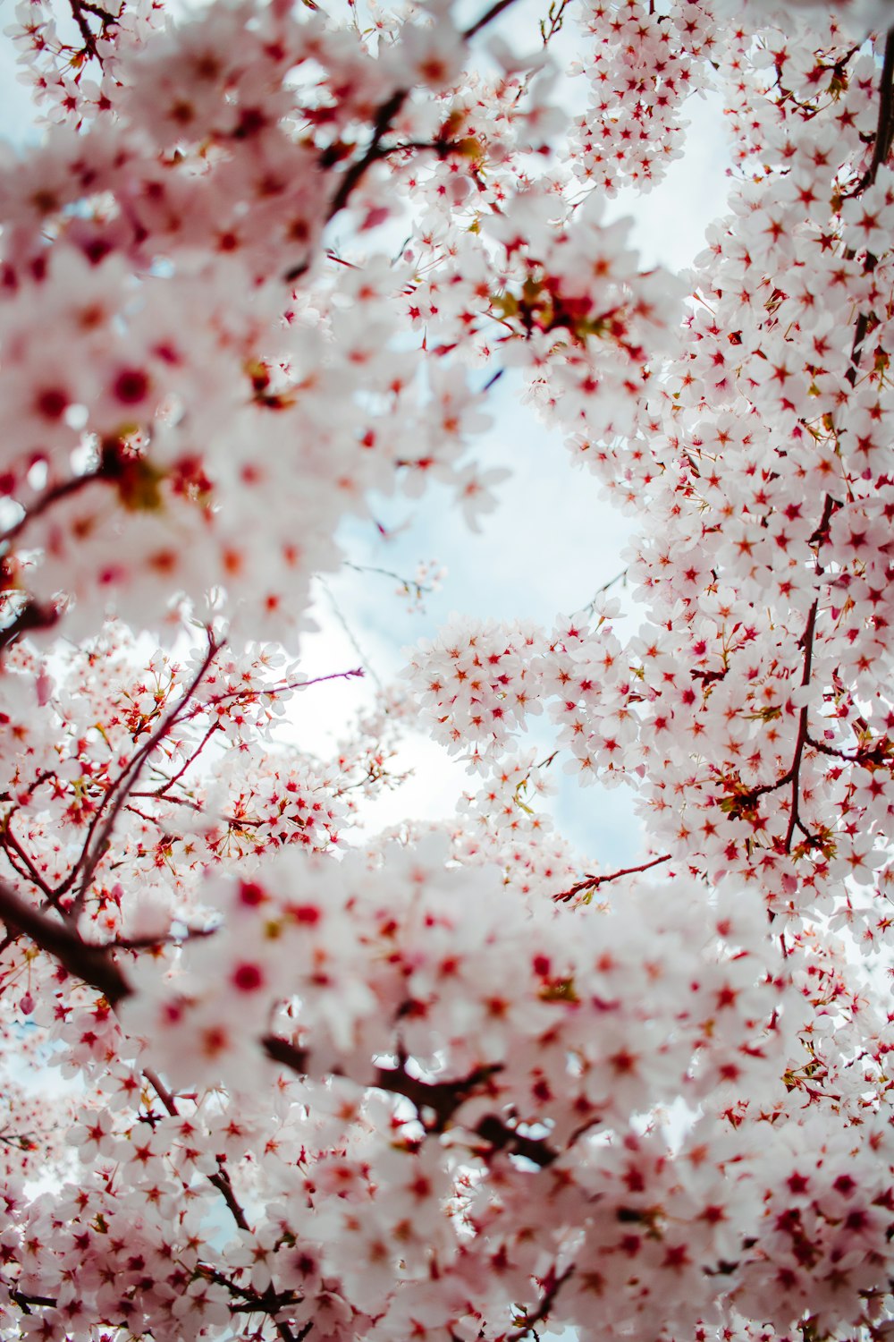 árvore rosa da flor da cerejeira durante o dia