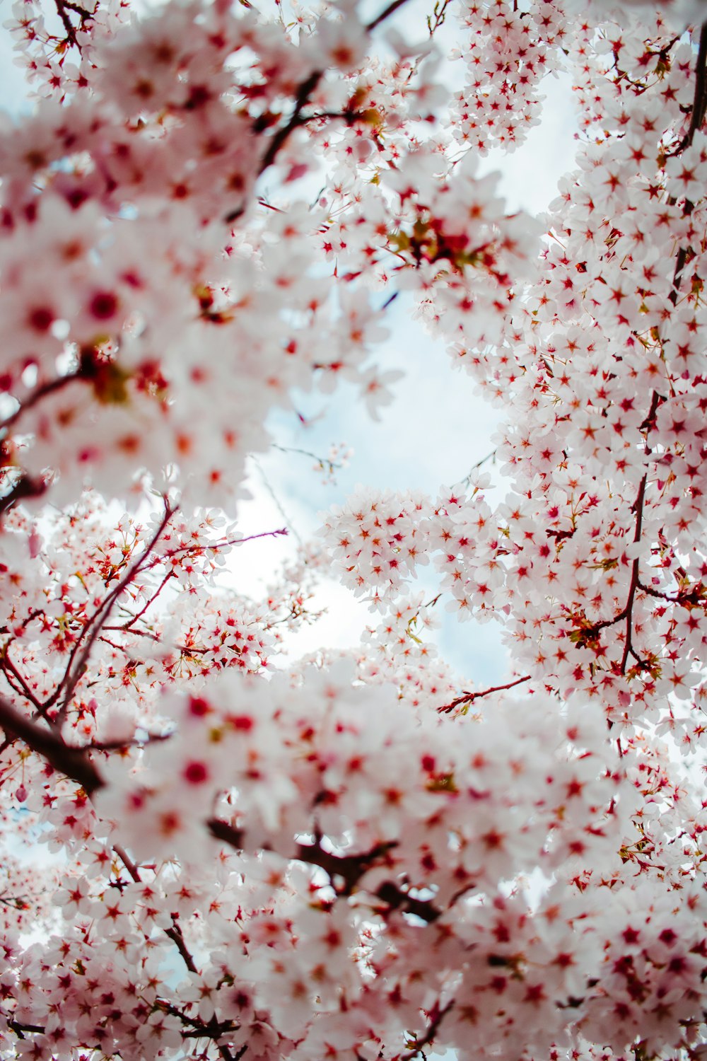 pink cherry blossom tree during daytime