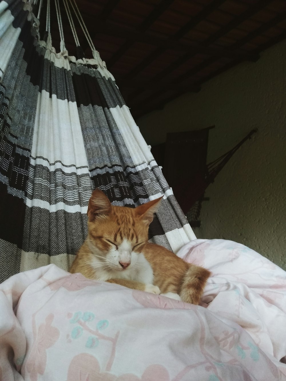 orange tabby cat lying on white and gray textile