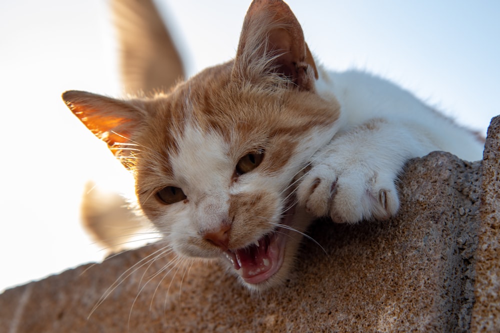 orange-weiße Tabby-Katze auf braunem Textil liegend