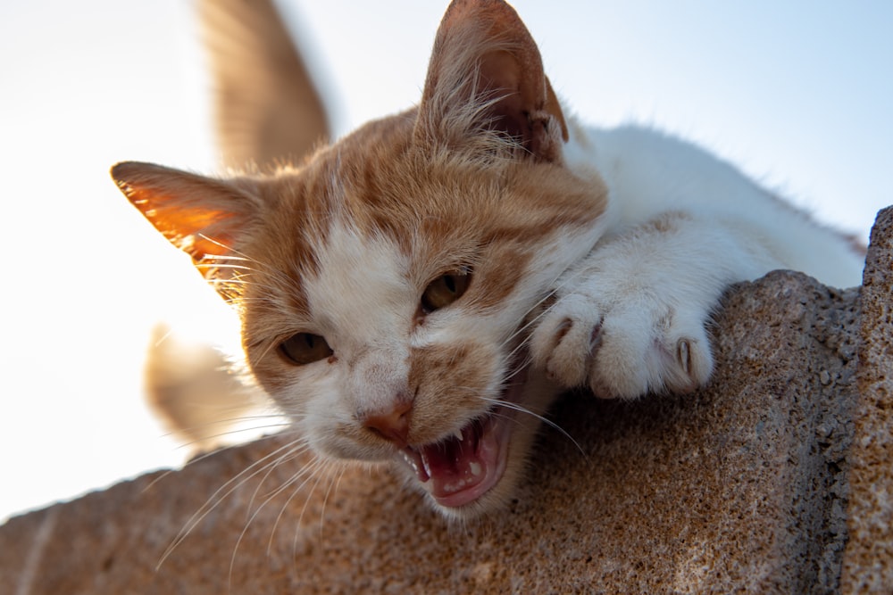 orange and white tabby cat lying on brown textile