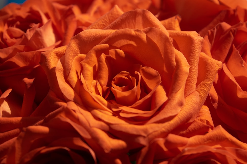 a close up of a bunch of orange roses