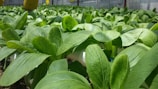 A lush and vibrant field of green leafy plants growing in a controlled environment, possibly a greenhouse. The leaves are broad and healthy, with a rich, deep green color. The plants are arranged in neat rows, suggesting a systematic approach to cultivation.