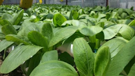 Rows of green plants growing in a controlled environment reflecting eco-friendly cultivation.