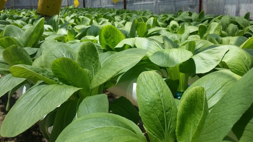 A lush and vibrant field of green leafy plants growing in a controlled environment, possibly a greenhouse. The leaves are broad and healthy, with a rich, deep green color. The plants are arranged in neat rows, suggesting a systematic approach to cultivation.