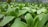 A lush and vibrant field of green leafy plants growing in a controlled environment, possibly a greenhouse. The leaves are broad and healthy, with a rich, deep green color. The plants are arranged in neat rows, suggesting a systematic approach to cultivation.