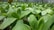 A lush and vibrant field of green leafy plants growing in a controlled environment, possibly a greenhouse. The leaves are broad and healthy, with a rich, deep green color. The plants are arranged in neat rows, suggesting a systematic approach to cultivation.