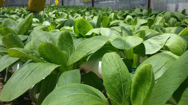 Rows of green plants growing in a controlled indoor environment, showcasing sustainable herbal cultivation.