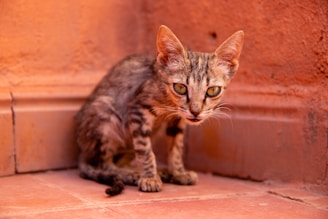 brown tabby cat on brown floor
