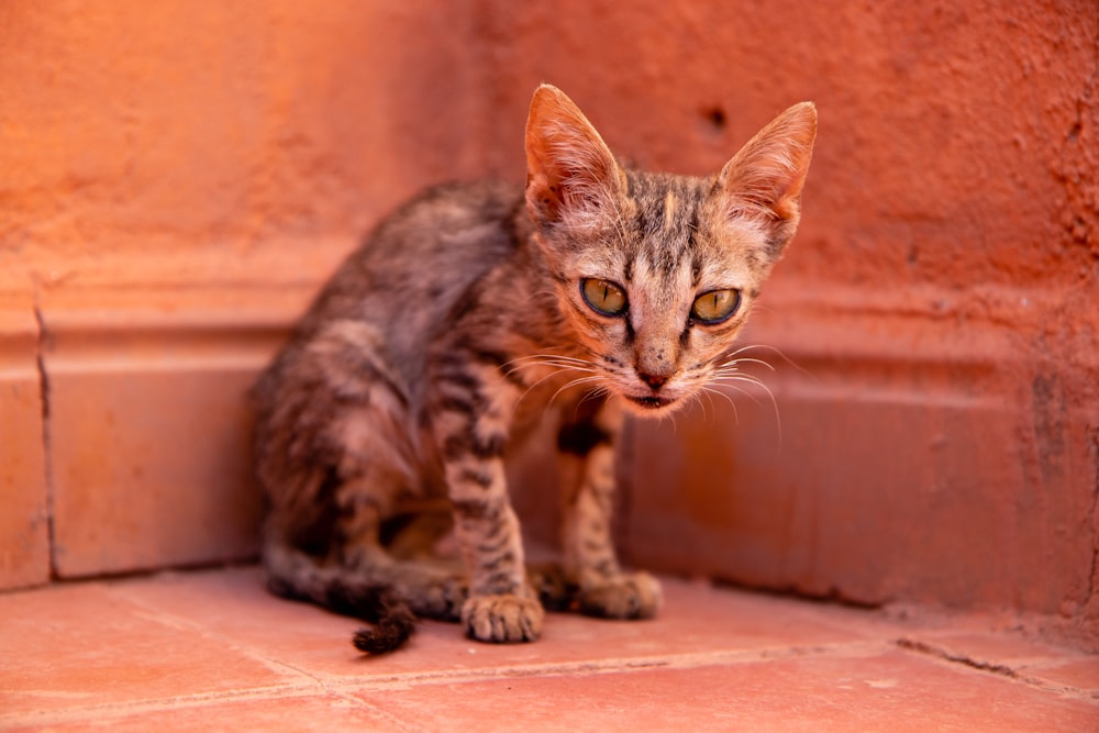 brown tabby cat on brown floor