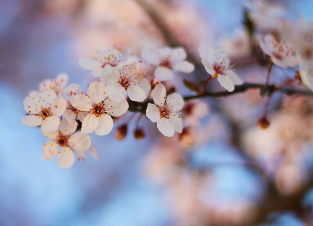 white cherry blossom in close up photography