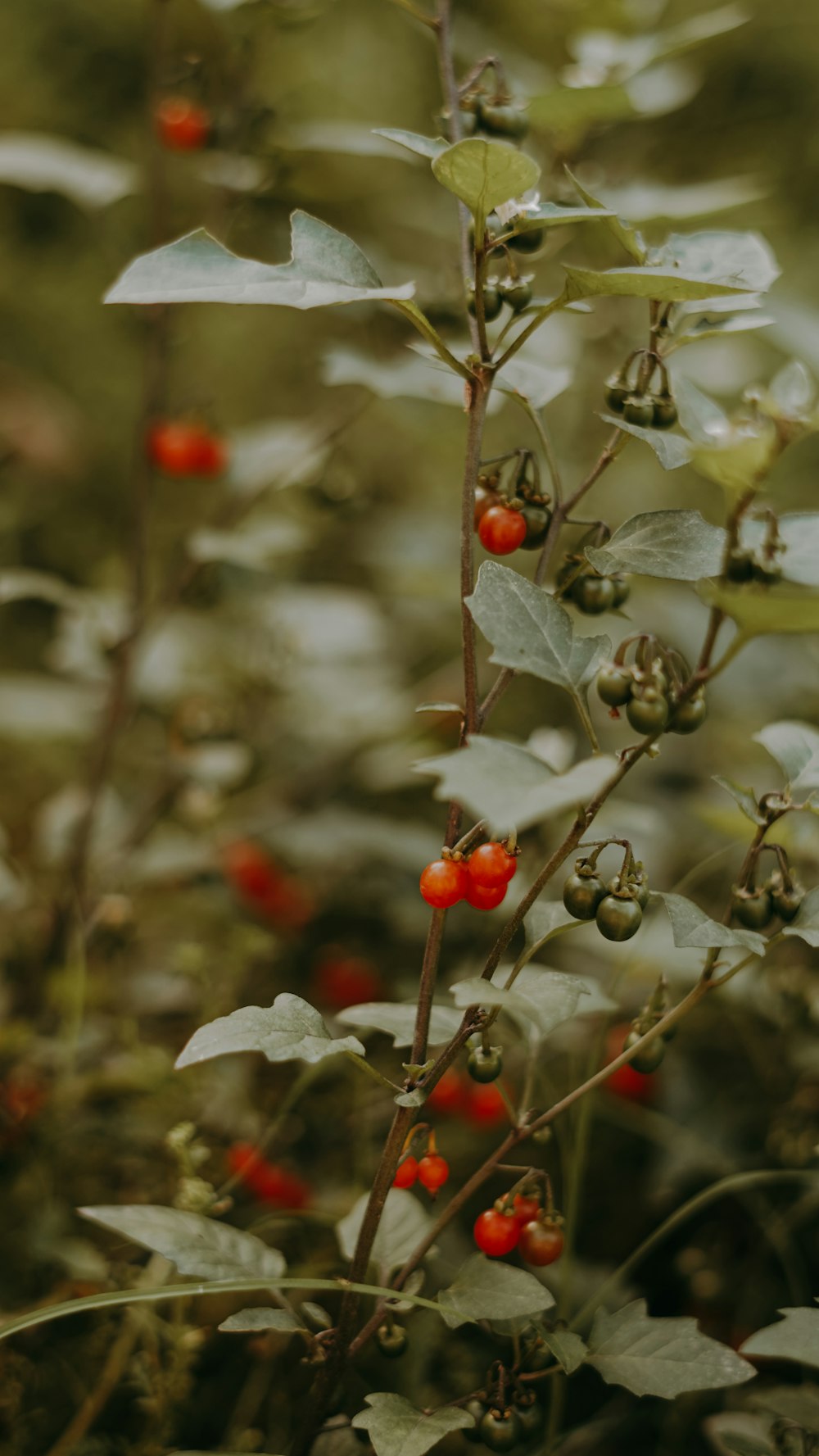 red round fruits on green leaves