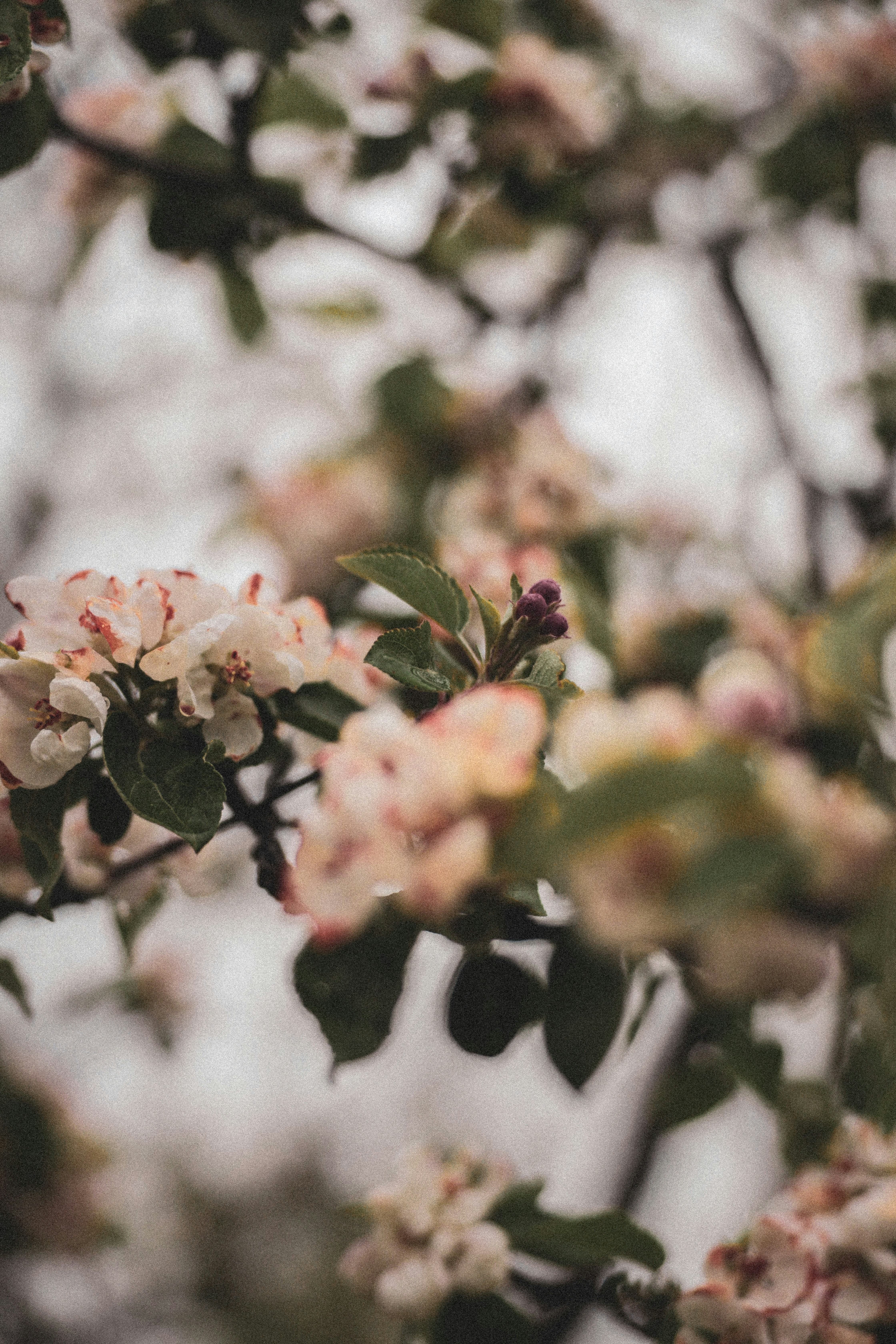 Photo by corina_rainer_