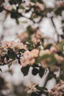Soft focus image of blooming flowers reflecting the natural ingredients in the products