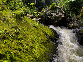 An engaging Twitch stream layout featuring eco-tourism themed interactive elements.