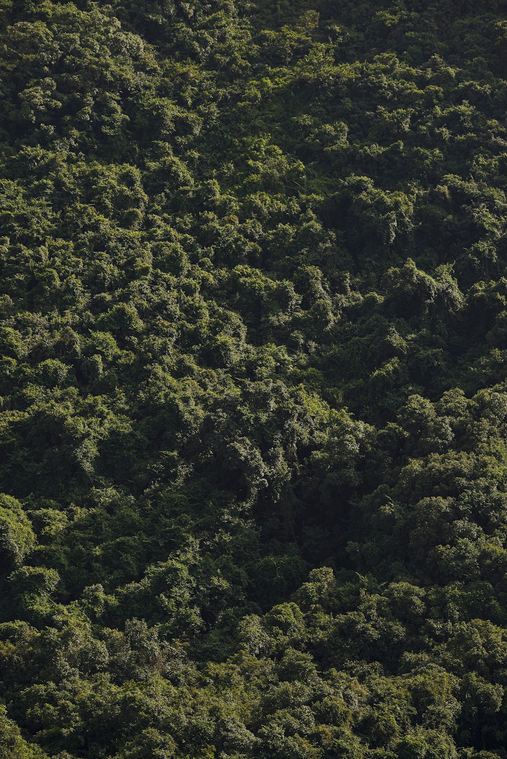 alberi verdi sulla foresta durante il giorno