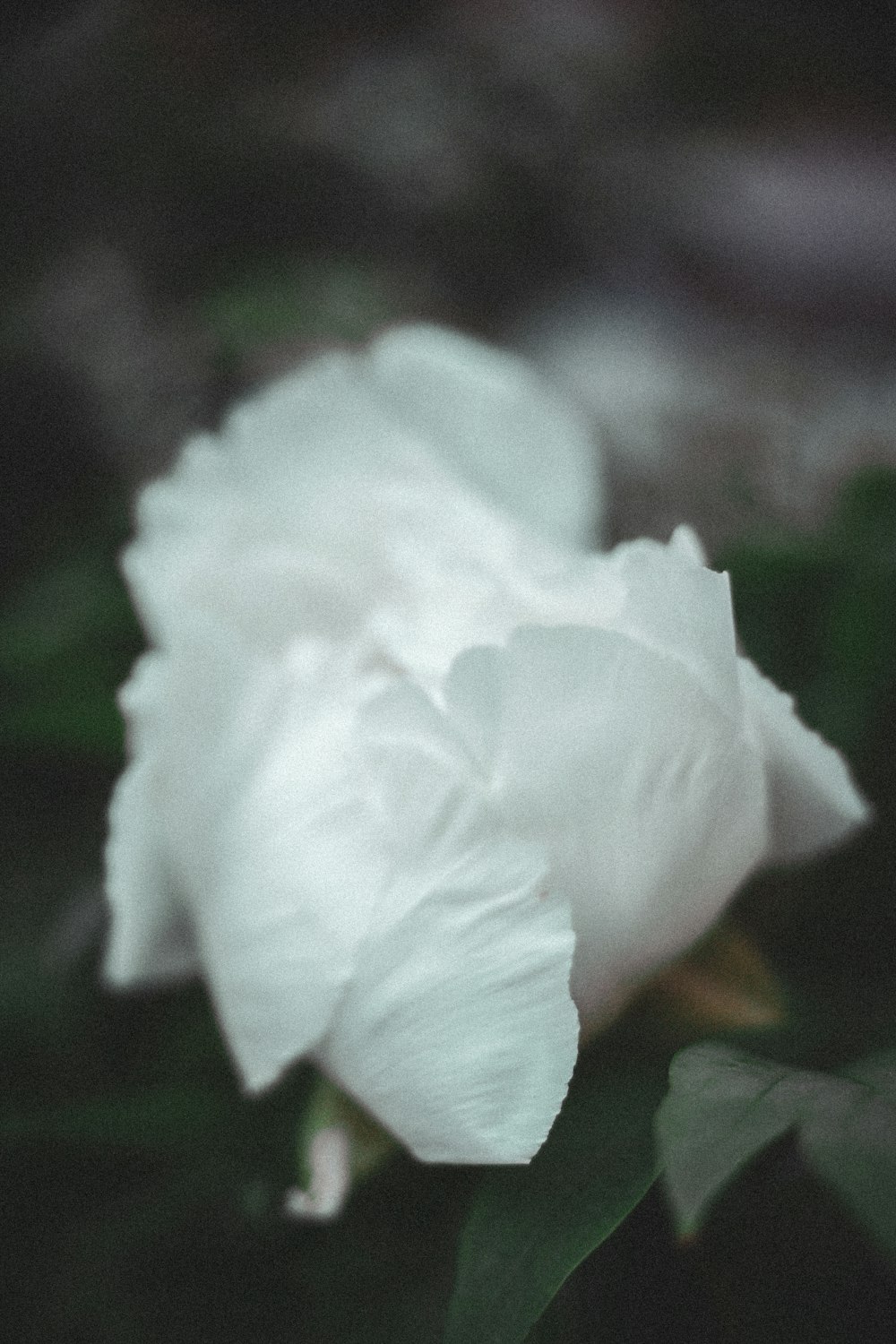 white flower in tilt shift lens