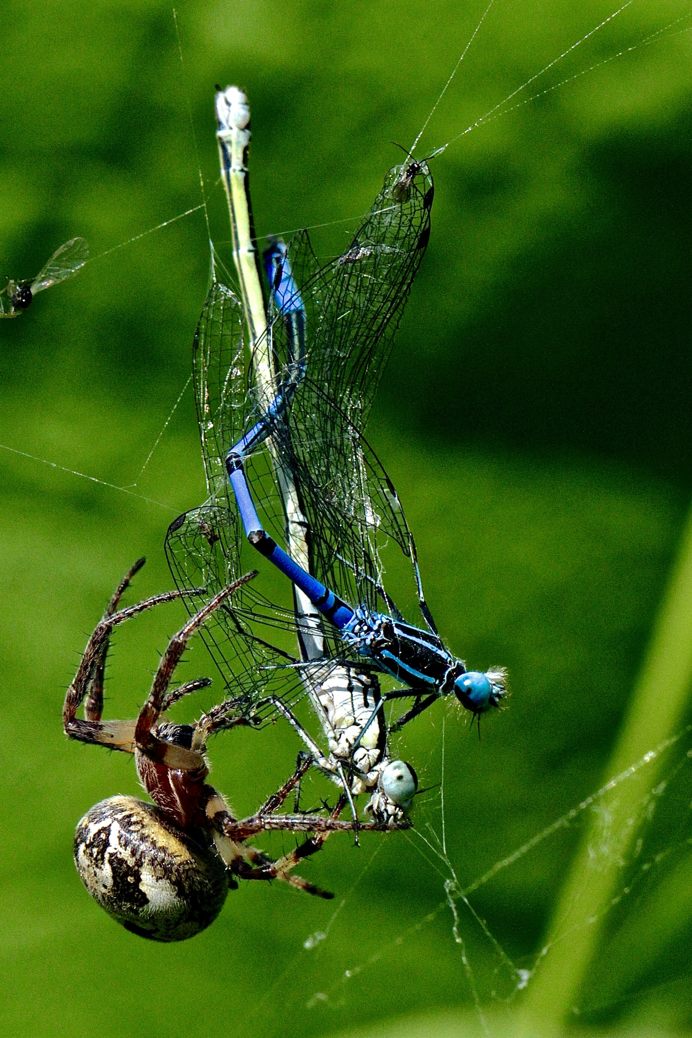 Blue and white dragonfly on brown stem in close up photography during ...