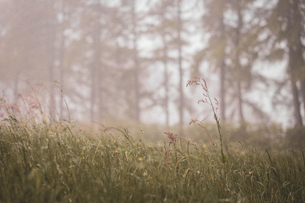 green grass field during daytime