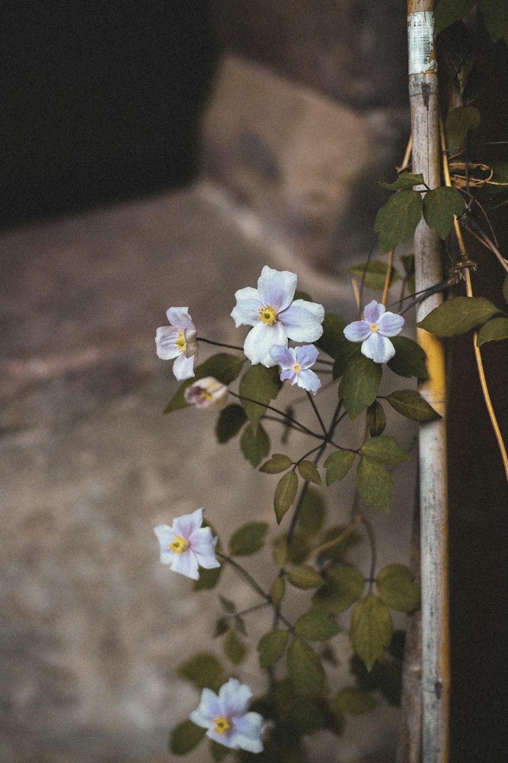 flores brancas com folhas verdes